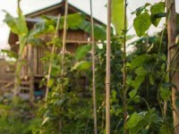 10 Days Good Life Permaculture and Yoga Retreat Bali