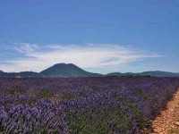 7 Days Yoga Retreat in Provence, France