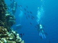 7 Days Sacred Waters Diving & Yoga Retreat Bali