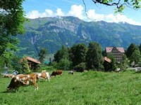 8 Days Women Mantra Chanting & Yoga Retreat Switzerland
